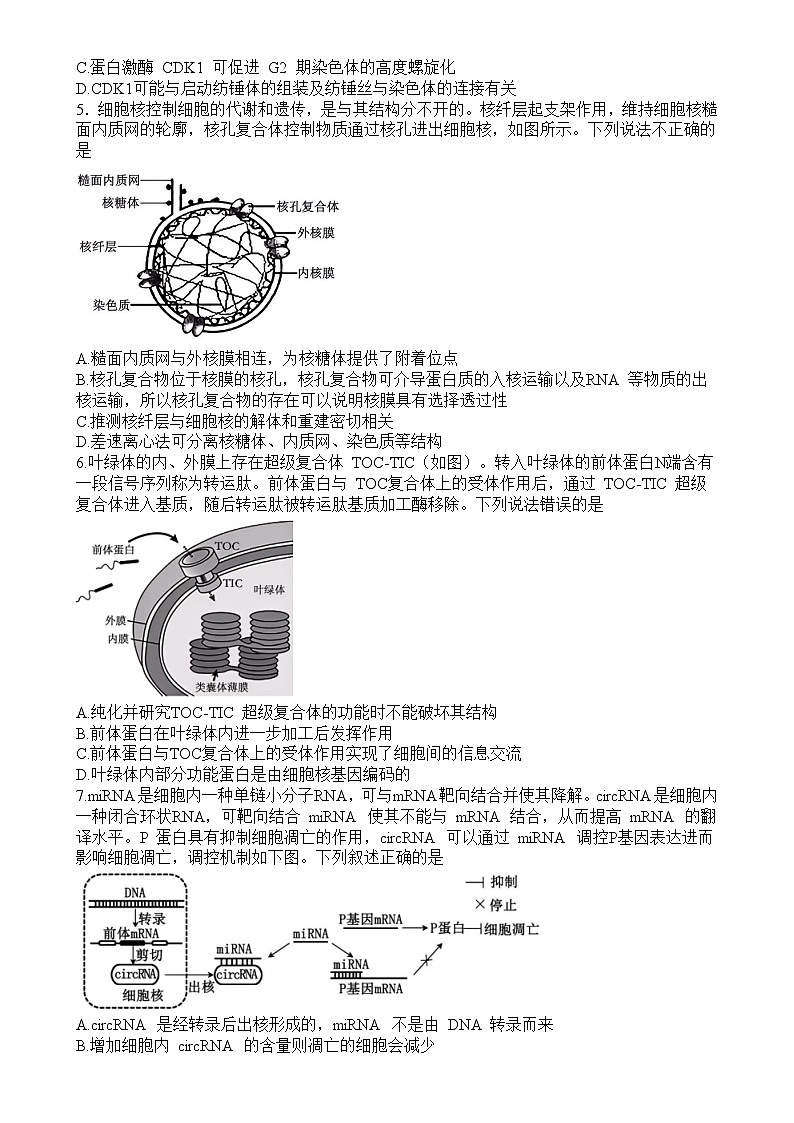 济宁市实验中学2024-2025学年高三上学期12月月考生物试题-A4第2页