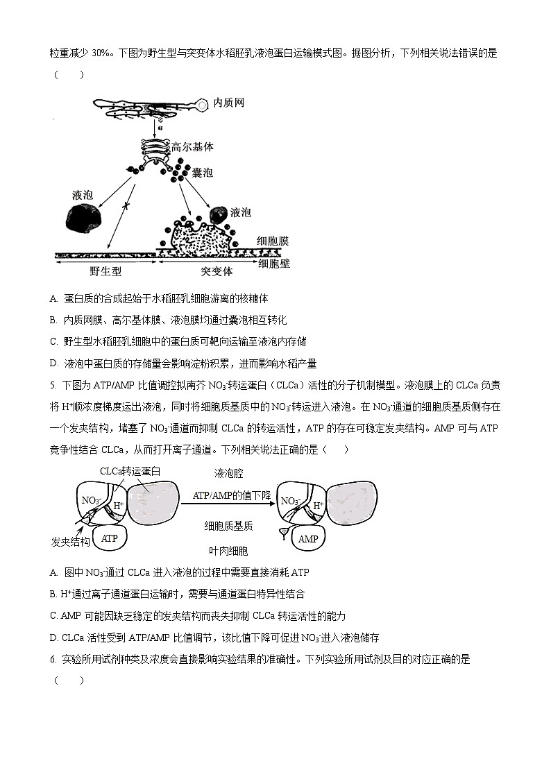 山西省晋中市2024-2025学年高三上学期学情调研测试生物试题  Word版无答案第2页