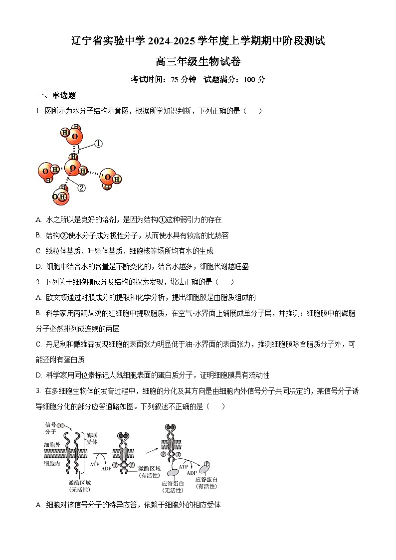 辽宁省实验中学2024-2025学年高三上学期期中考试生物试题 Word版无答案第1页
