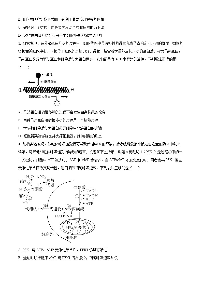 山东省青岛市2024-2025学年高三上学期11月期中生物试题  Word版无答案第2页