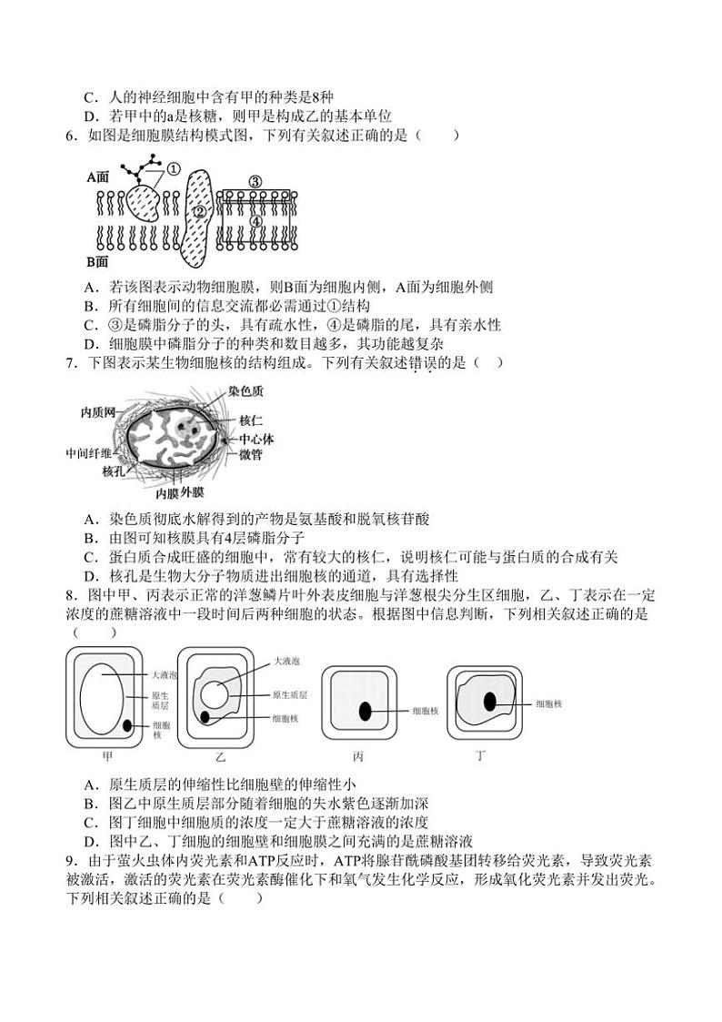 2024～2025学年吉林省通化市辉南县第六中学高一(上)第四次考试生物试卷(含答案)第2页