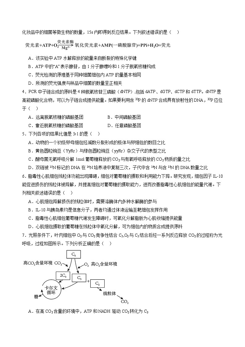 2025年新高考生物一轮复习第3单元细胞的能量供应和利用（测试）（学生版）第2页