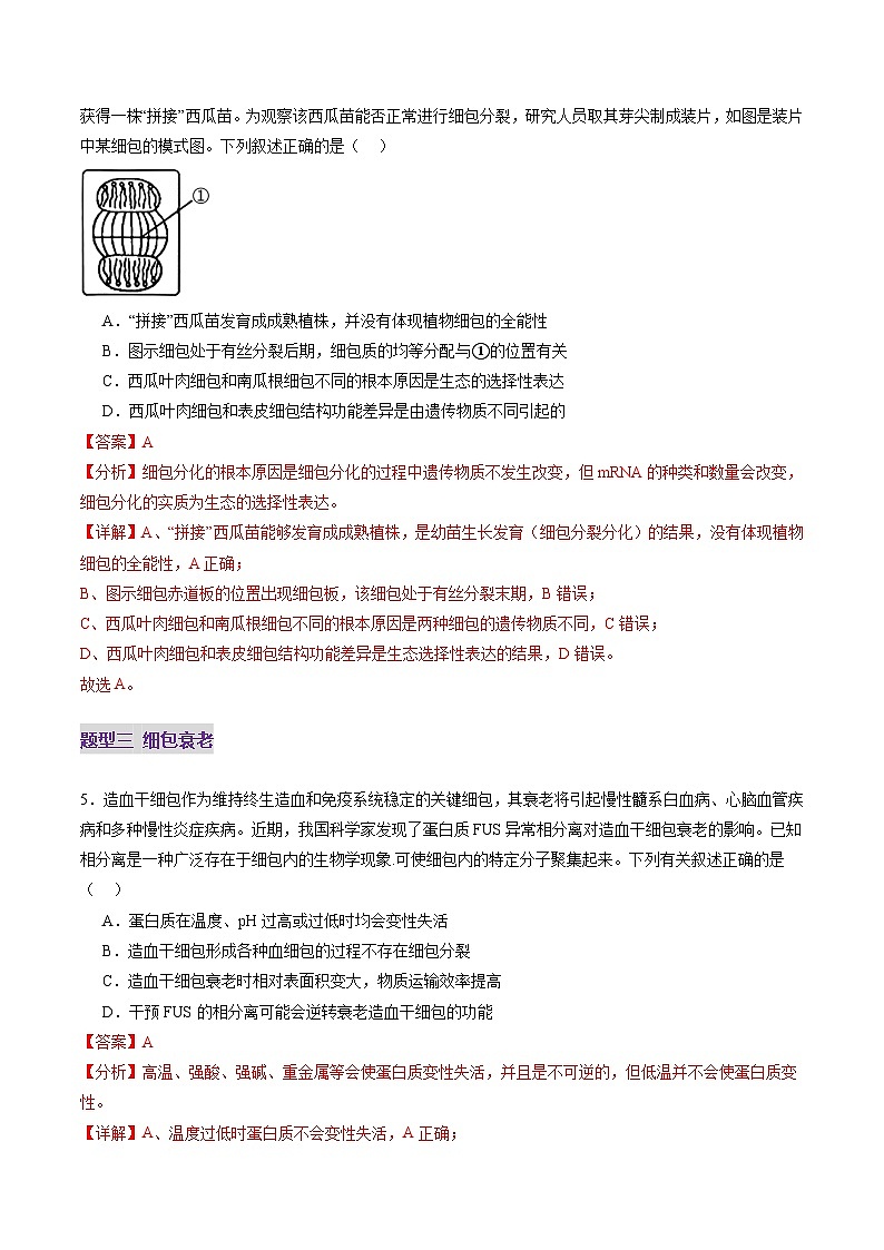 2025年新高考生物一轮复习第4单元细胞的生命历程第14讲细胞的分化、衰老、死亡和癌变（练习）（教师版）第3页