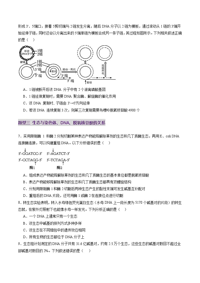 2025年新高考生物一轮复习第6单元遗传的分子基础第20讲DNA分子的结构、复制与基因的本质（练习）（学生版）第3页