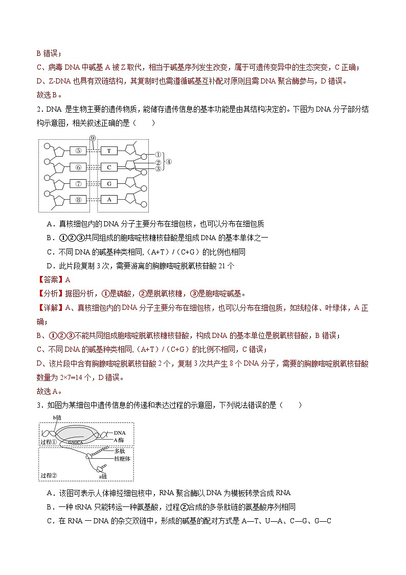 2025年新高考生物一轮复习第6单元遗传的分子基础第20讲DNA分子的结构、复制与基因的本质（练习）（教师版）第2页