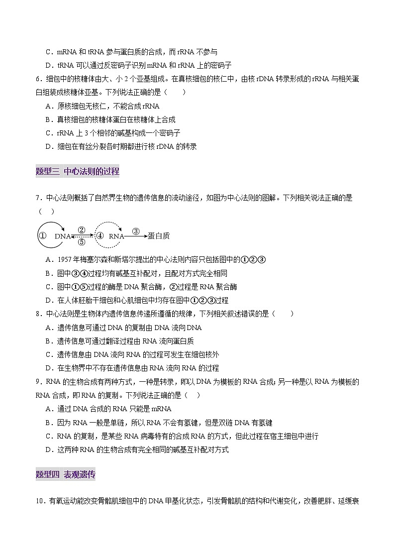 2025年新高考生物一轮复习第6单元遗传的分子基础第21讲基因的表达、基因与性状的关系（练习）（学生版）第3页