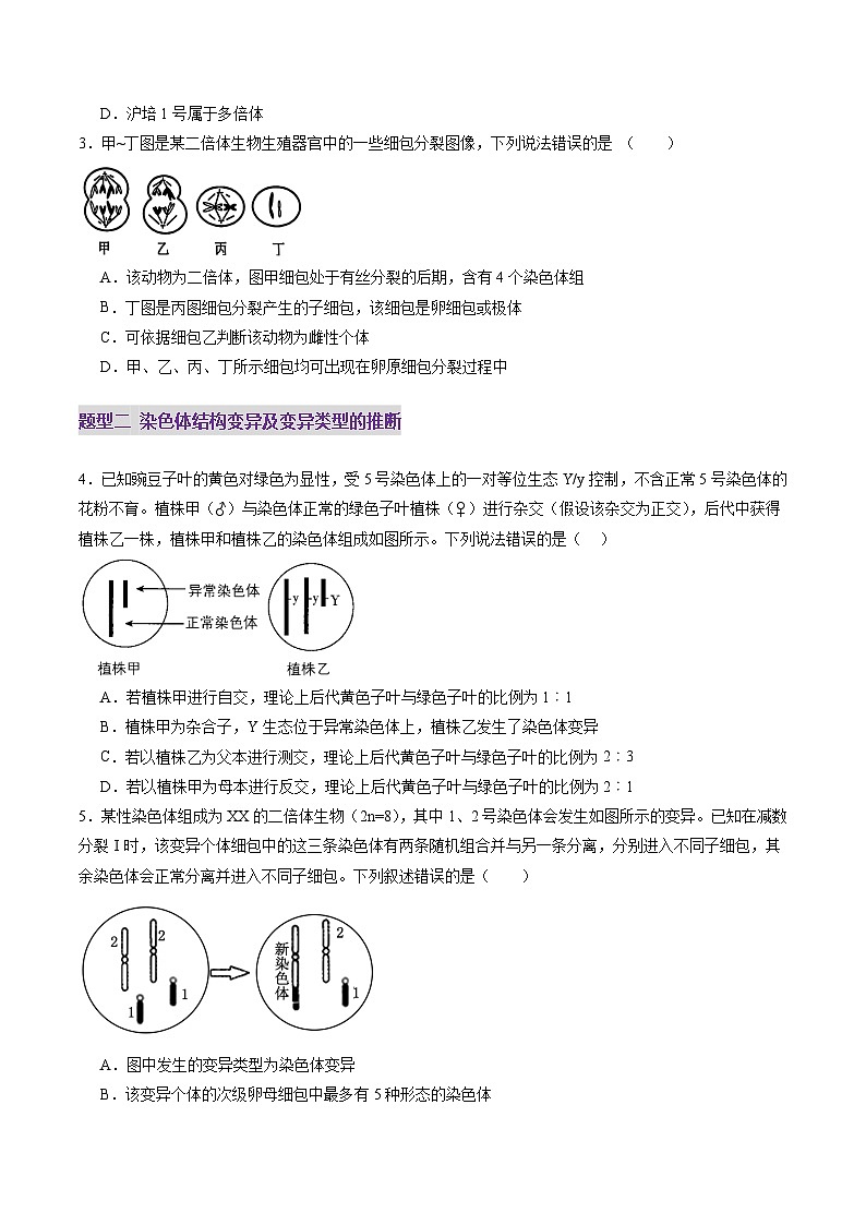 2025年新高考生物一轮复习第7单元生物的变异和进化第22讲生物的变异（第二课时，染色体变异）（练习）（学生版）第2页