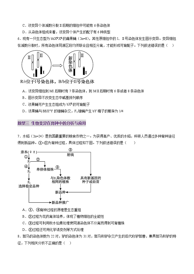 2025年新高考生物一轮复习第7单元生物的变异和进化第22讲生物的变异（第二课时，染色体变异）（练习）（学生版）第3页