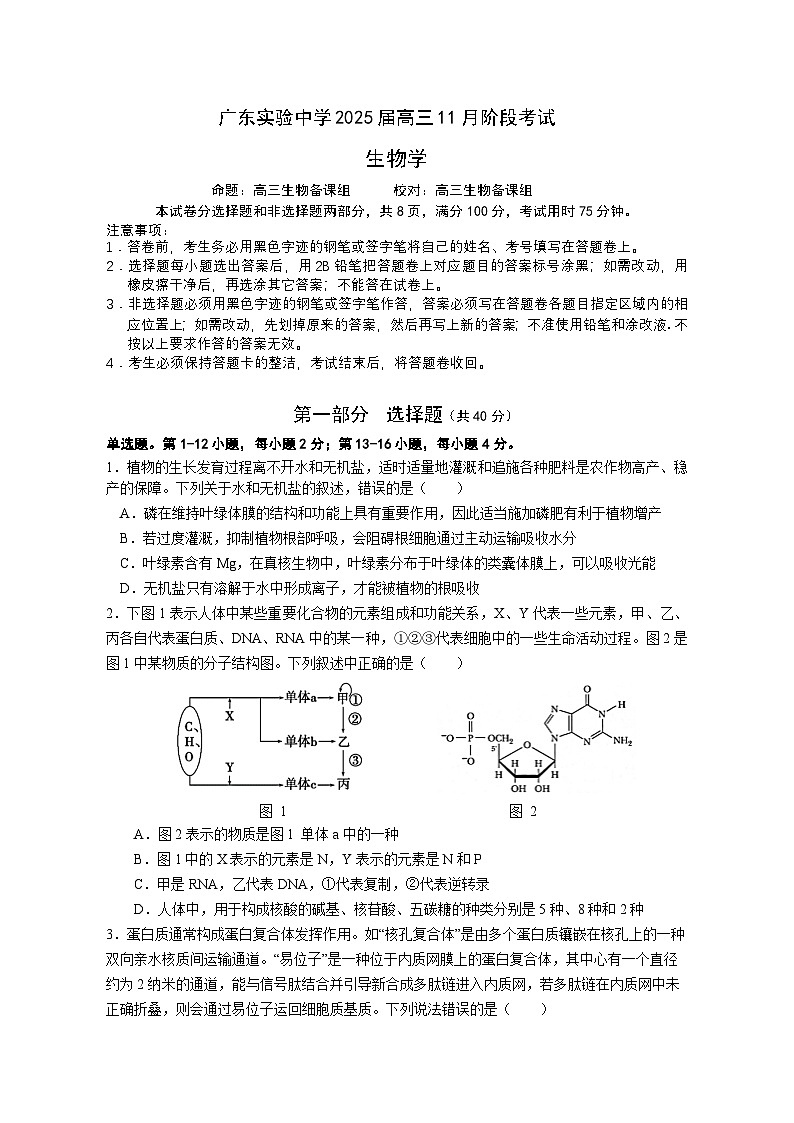 2025广东省实验中学高三上学期11月月考生物试题无答案第1页