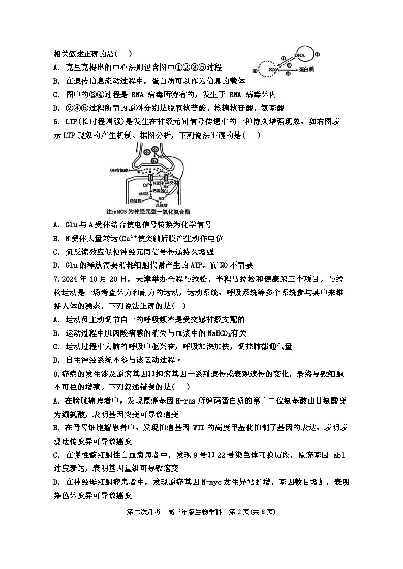 天津市耀华中学2024-2025学年高三上学期第二次月考试题 生物 Word版含答案第2页