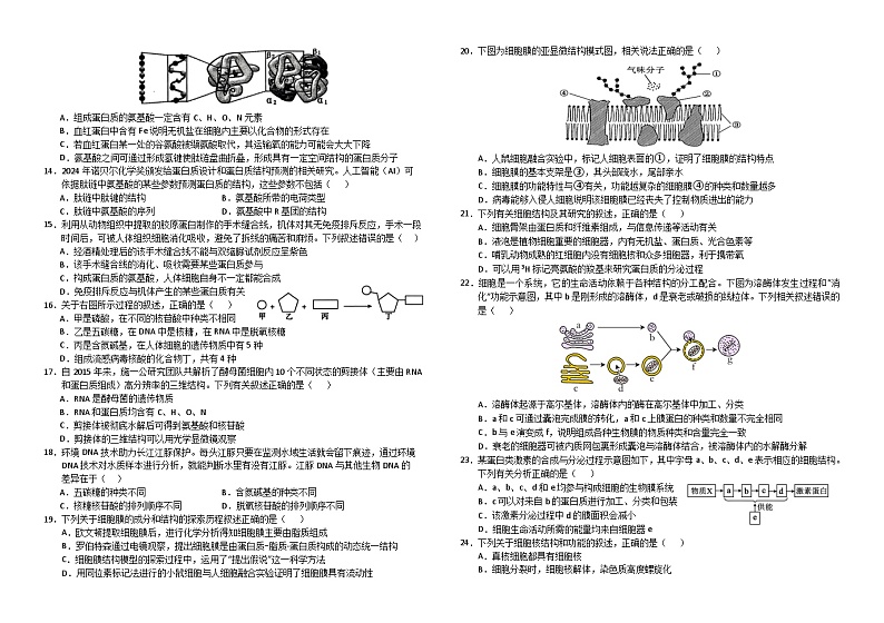 四川省南充高级中学2024-2025学年高一上学期第二次月考（12月）生物试卷（Word版附答案）第2页