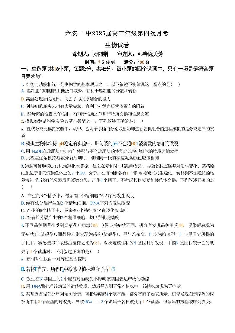 生物丨安徽省六安市六安一中2025届高三11月第四次月考生物试卷及答案第1页