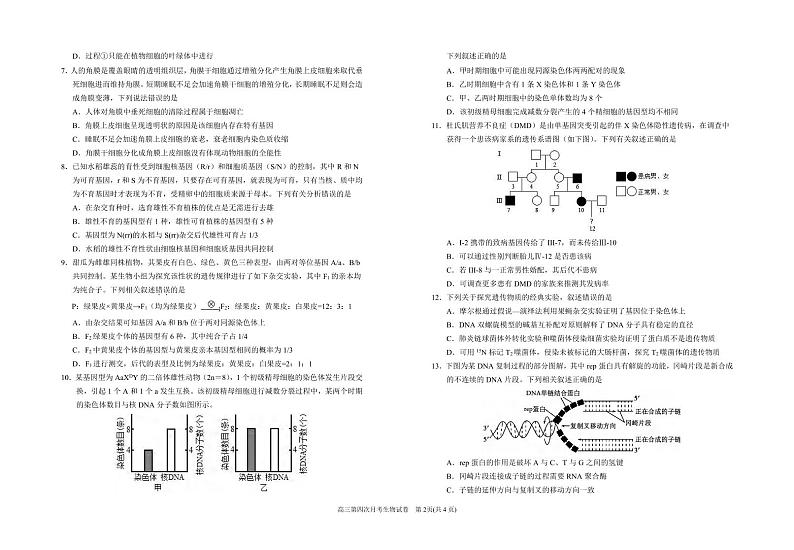 生物丨宁夏回族自治区银川一中2025届高三上学期第四次月考生物试卷及答案第2页