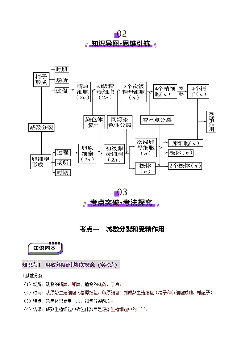 2025年新高考生物一轮复习第4单元细胞的生命历程第13讲减数分裂和受精作用（讲义）（学生版）第3页