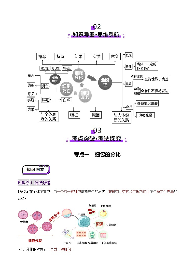 2025年新高考生物一轮复习第4单元细胞的生命历程第14讲细胞的分化、衰老、死亡和癌变（讲义）（教师版）第3页