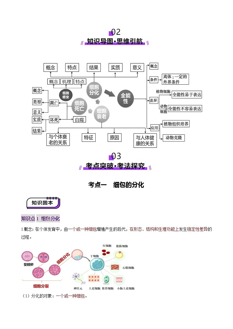 2025年新高考生物一轮复习第4单元细胞的生命历程第14讲细胞的分化、衰老、死亡和癌变（讲义）（学生版）第3页