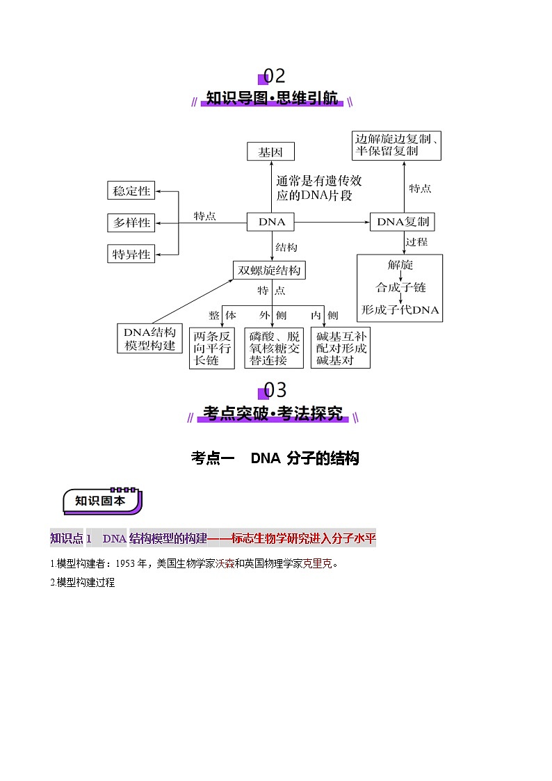 2025年新高考生物一轮复习第6单元遗传的分子基础第20讲DNA分子的结构、复制与基因的本质（讲义）（教师版）第3页