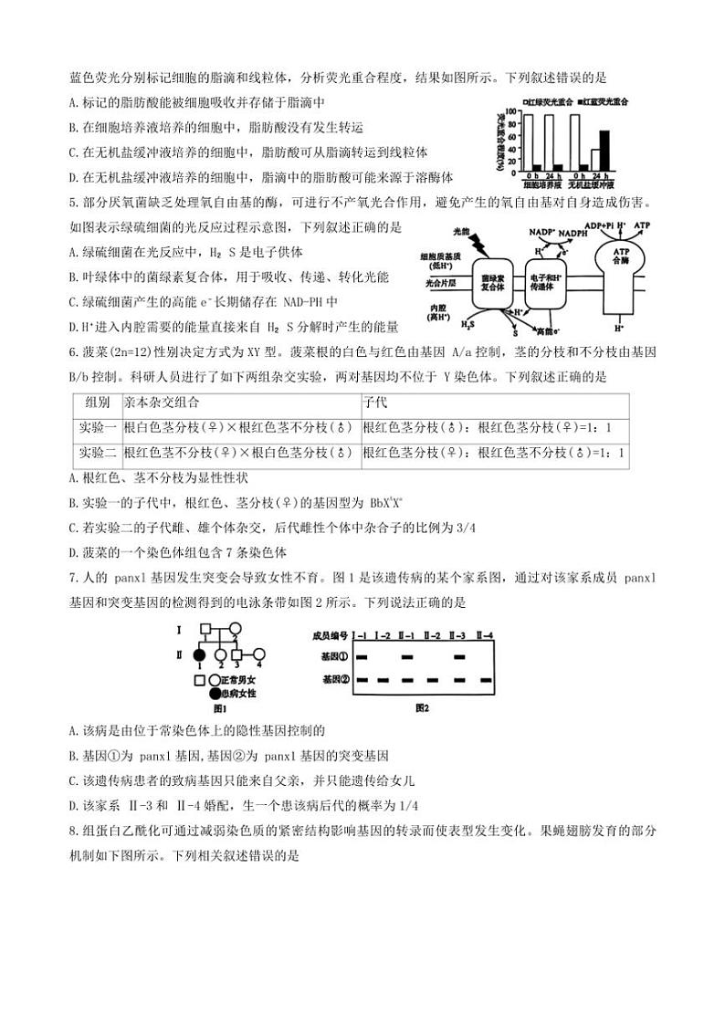 2024～2025学年山东省名校考试联盟高三(上)12月月考生物试卷(含答案)第2页