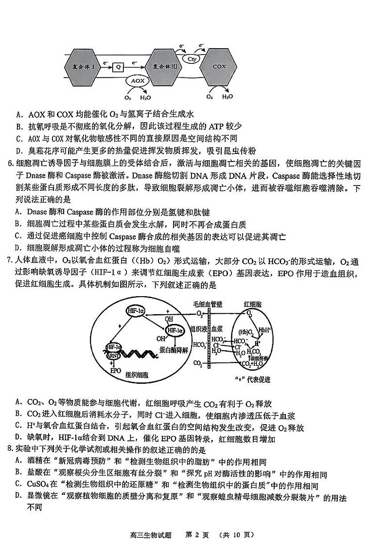 山东省部分名校2025届高三上学期12月校际联合检测生物试题+答案第2页