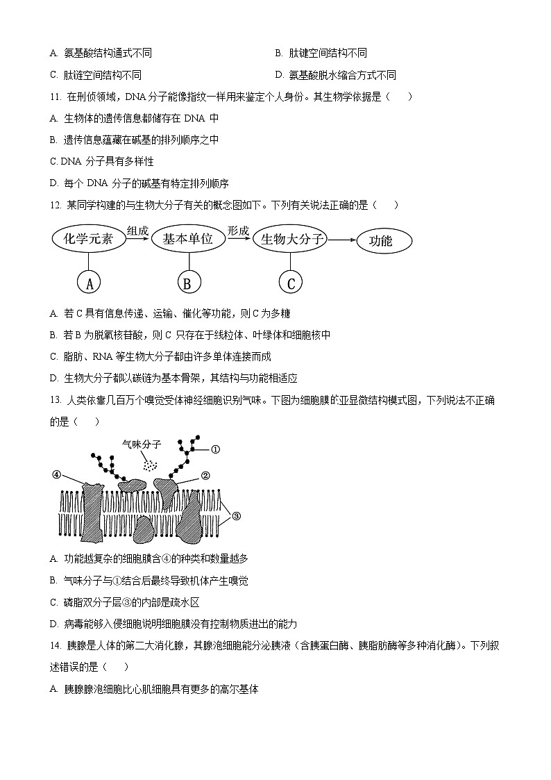 广东省惠州市博罗县2024-2025学年高一上学期11月期中生物试题无答案第3页