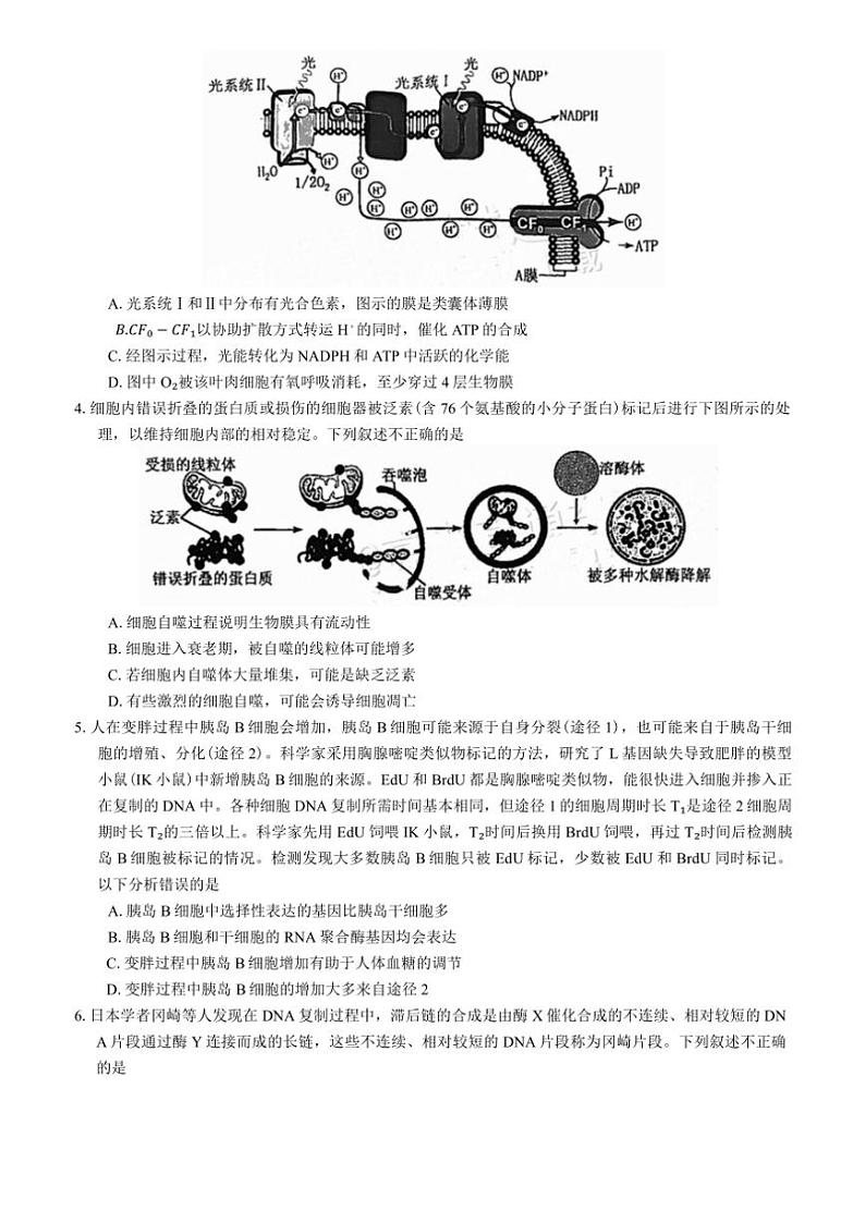 2025届四川省达州市高三(上)第一次诊断性测试生物试卷(含答案)第2页
