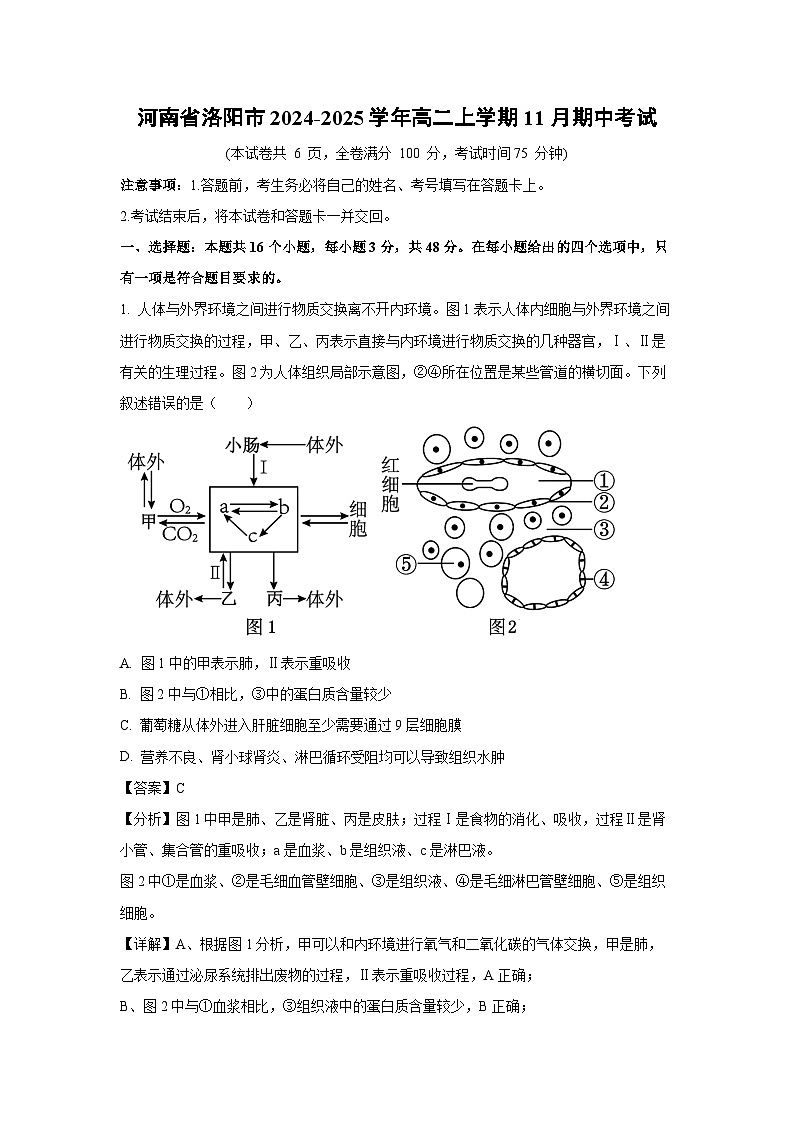 河南省洛阳市2024-2025学年高二(上)11月期中考试生物试卷（解析版）第1页