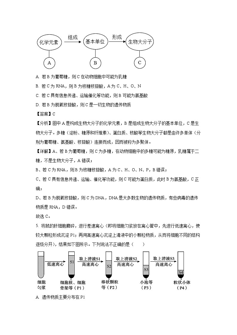 广东省阳江市高新区2024-2025学年高二(上)11月期中生物试卷（解析版）第3页