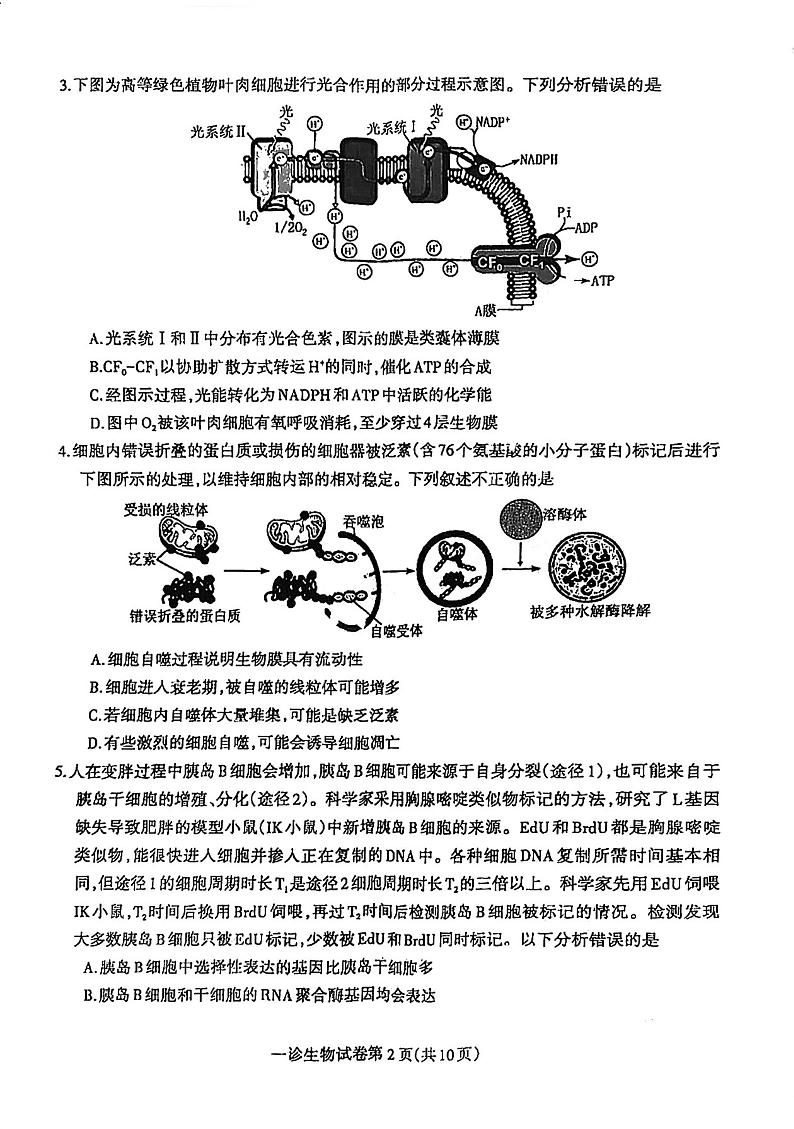四川省达州市2025届高三上学期高考第一次模拟考试-生物试卷+答案第2页