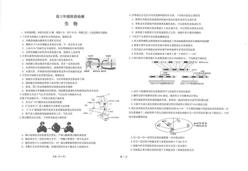 江苏省南通市海安高级中学2024-2025学年高三上学期12月月考生物试卷（PDF版附答案）第1页