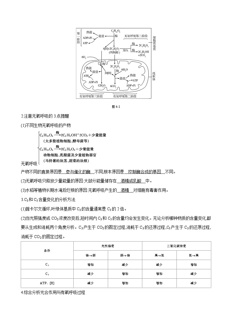 专题04 光合作用和呼吸作用-2025年高考生物 热点 重点 难点 专练（天津专用）（解析版）第2页