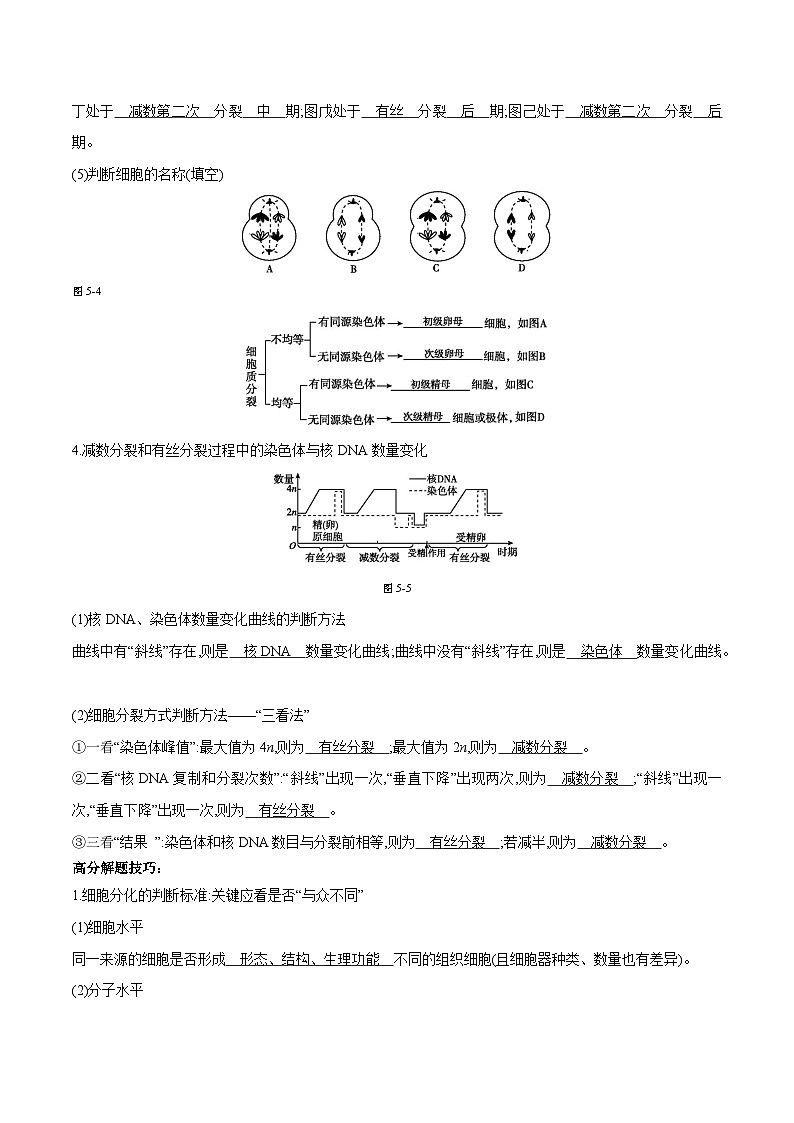 专题05 细胞的生命历程（含减数分裂）-2025年高考生物 热点 重点 难点 专练（天津专用）（解析版）第3页