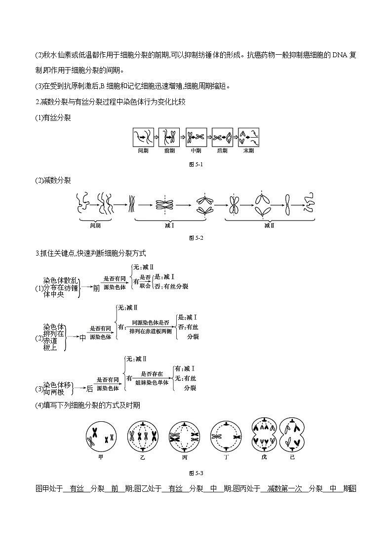 专题05 细胞的生命历程（含减数分裂）-2025年高考生物 热点 重点 难点 专练（天津专用）（原卷版）第2页