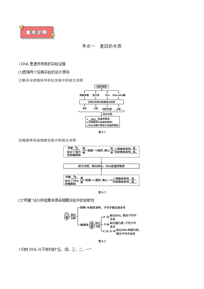 专题07 遗传的分子基础（包括基因的本质、DNA的结构和复制、基因的表达）-2025年高考生物 热点 重点 难点 专练（天津专用）（解析版）第2页