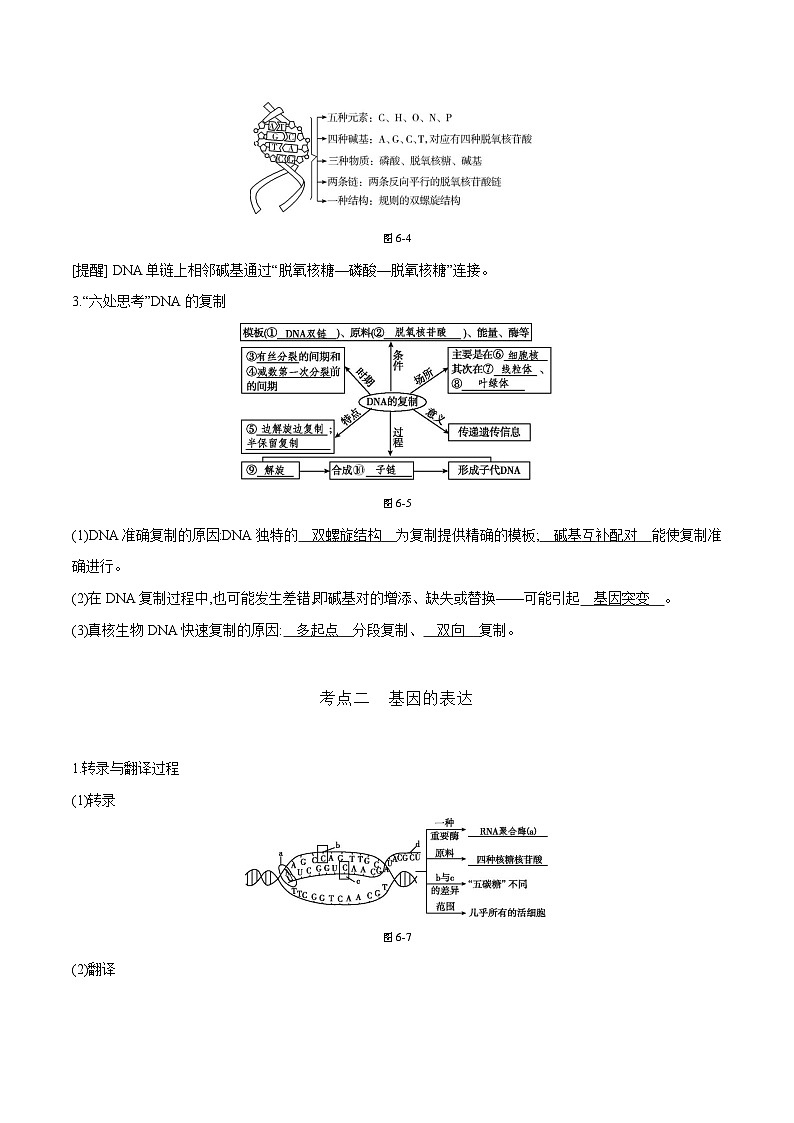 专题07 遗传的分子基础（包括基因的本质、DNA的结构和复制、基因的表达）-2025年高考生物 热点 重点 难点 专练（天津专用）（解析版）第3页