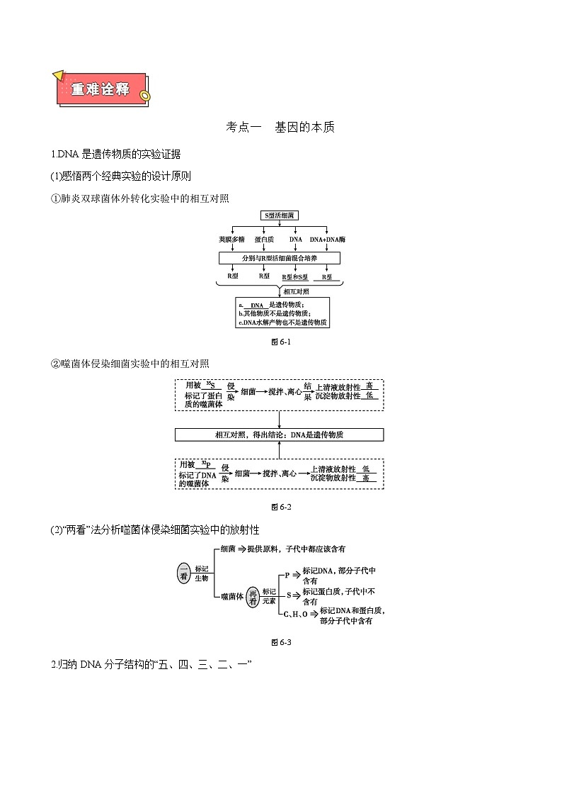 专题07 遗传的分子基础（包括基因的本质、DNA的结构和复制、基因的表达）-2025年高考生物 热点 重点 难点 专练（天津专用）（原卷版）第2页