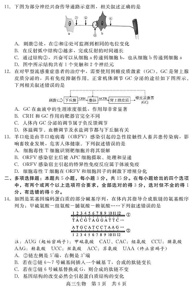 河北省新时代NT教育2024-2025学年第一学期12月高三阶段测试生物试卷+答案第3页