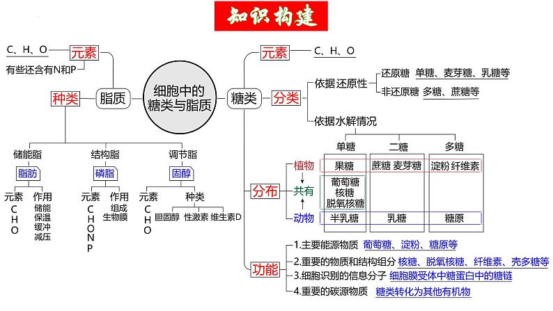 第03讲 糖类和脂质（精美课件）-【高考一轮】2025年高考生物一轮复习课件（新教材新高考）第6页