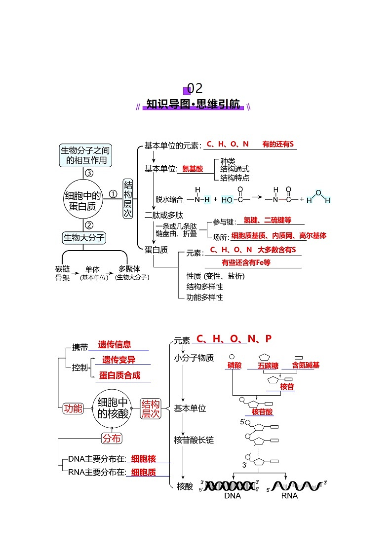 第04讲 蛋白质和核酸（讲义）（解析版）第3页