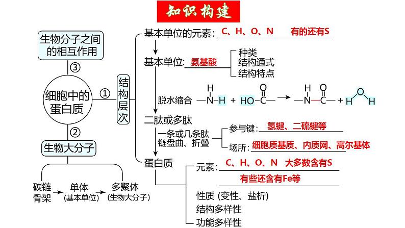 第04讲 蛋白质和核酸（精美课件）-【高考一轮】2025年高考生物一轮复习课件（新教材新高考）.1第6页