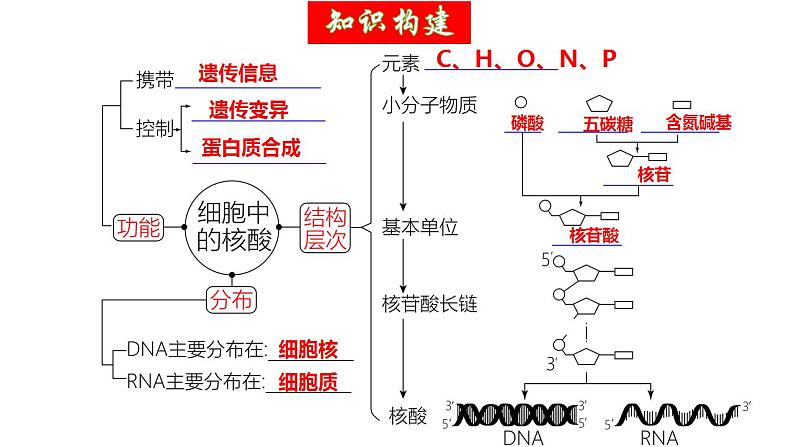 第04讲 蛋白质和核酸（精美课件）-【高考一轮】2025年高考生物一轮复习课件（新教材新高考）.1第7页