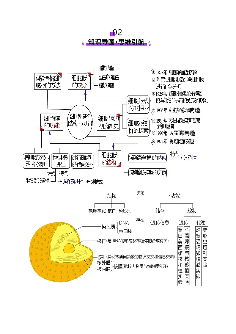 第05讲 细胞膜和细胞核（讲义）（原卷版）第3页