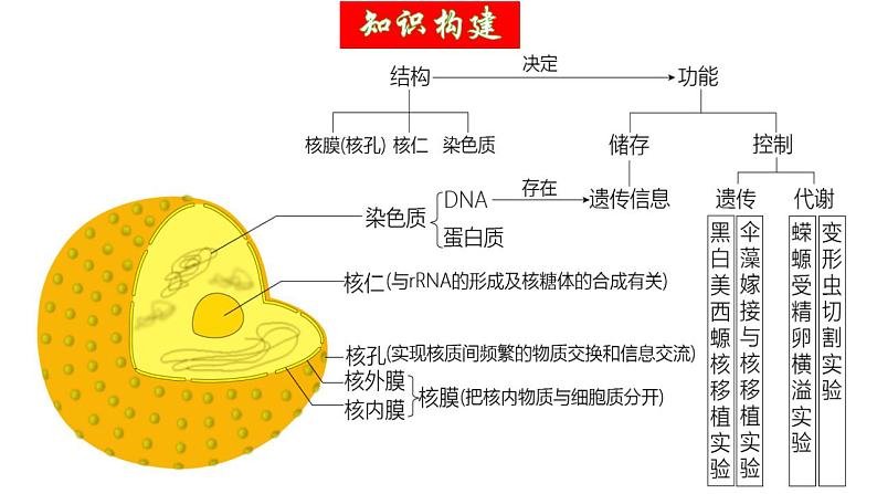 第05讲 细胞膜和细胞核（精美课件）-【高考一轮】2025年高考生物一轮复习课件（新教材新高考）第7页