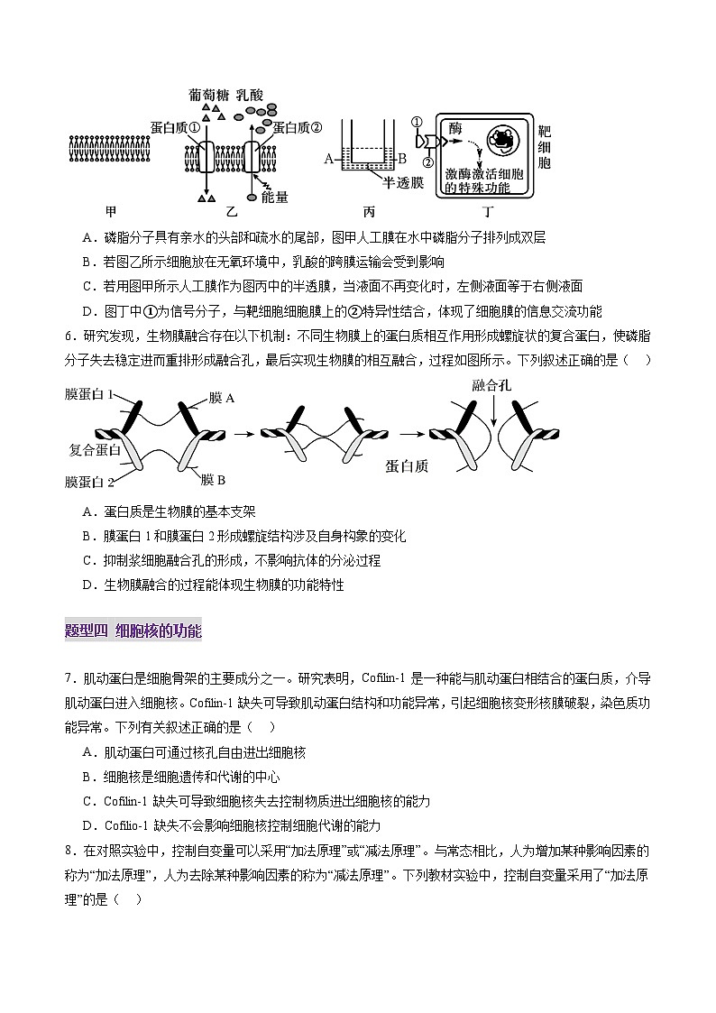 第05讲 细胞膜和细胞核（练习）（原卷版）第3页