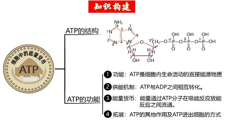 第08讲 酶和ATP（第二课时，ATP）（精美课件）-【高考一轮】2025年高考生物一轮复习课件（新教材新高考）第6页