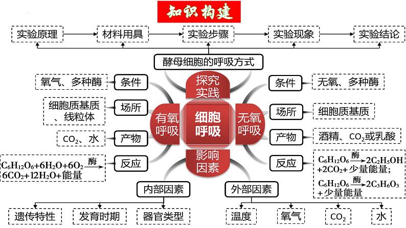 第09讲 细胞呼吸（精美课件）-【高考一轮】2025年高考生物一轮复习课件（新教材新高考）第6页