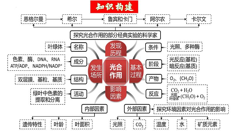 第10讲 光合作用（第二课时，光合作用的影响因素及其应用）（精美课件））-【高考一轮】2025年高考生物一轮复习课件（新教材新高考）第6页