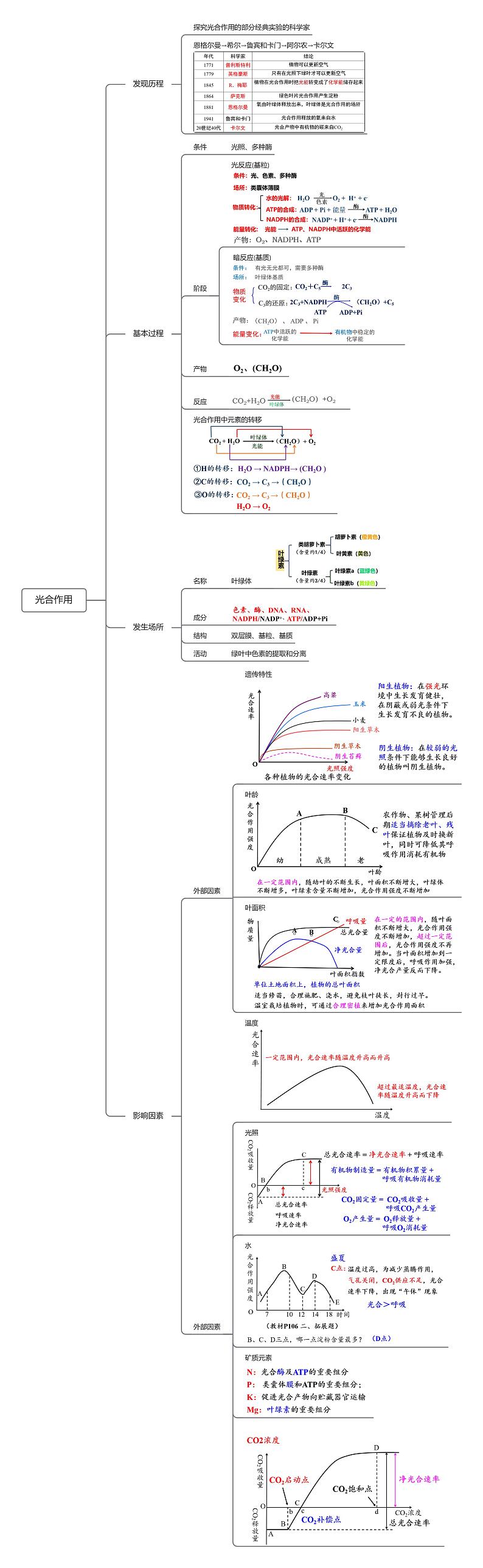 第10讲 光合作用（知识导图详细版）第1页