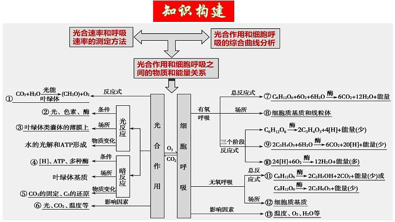 第11讲 细胞代谢综合分析（精美课件）-【高考一轮】2025年高考生物一轮复习课件（新教材新高考）第6页