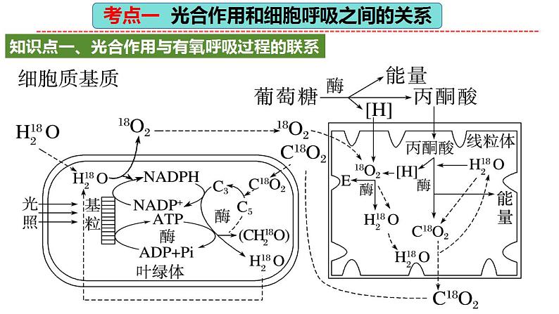 第11讲 细胞代谢综合分析（精美课件）-【高考一轮】2025年高考生物一轮复习课件（新教材新高考）第8页