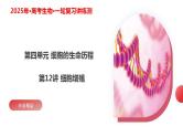 第12讲 细胞增殖（课件）-2025年高考生物一轮复习课件+讲义+专练（新教材新高考）